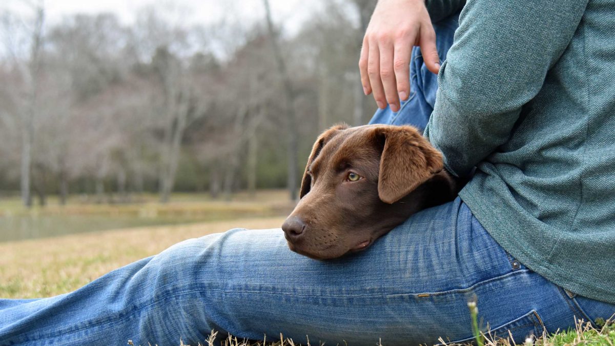 A dog laying on the lap of it's owner