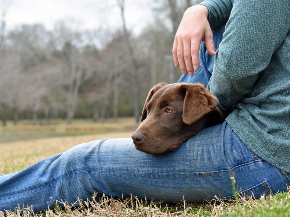 A dog laying on the lap of it's owner